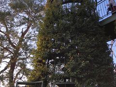 -三鹰之森吉卜力美术馆