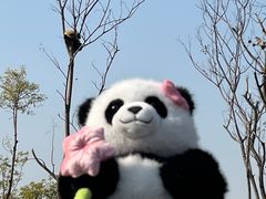 景点-成都大熊猫繁育研究基地