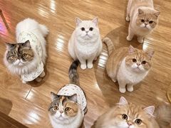 -滚猫咖啡·猫咖·猫友好撸猫(未来城店)