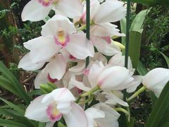 android_upload_pic-沈阳植物园