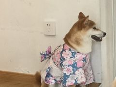 -南京Hallo宠物乐园·哈罗犬舍·柴犬繁育基地