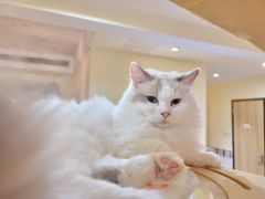 -滚猫咖啡·猫咖·猫友好撸猫(未来城店)