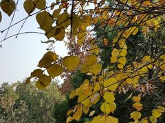 -阳台山自然风景区