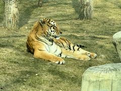 -北京野生动物园