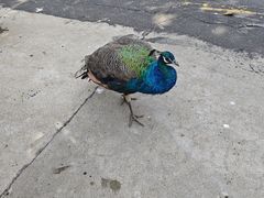 -西霞口神雕山野生动物世界