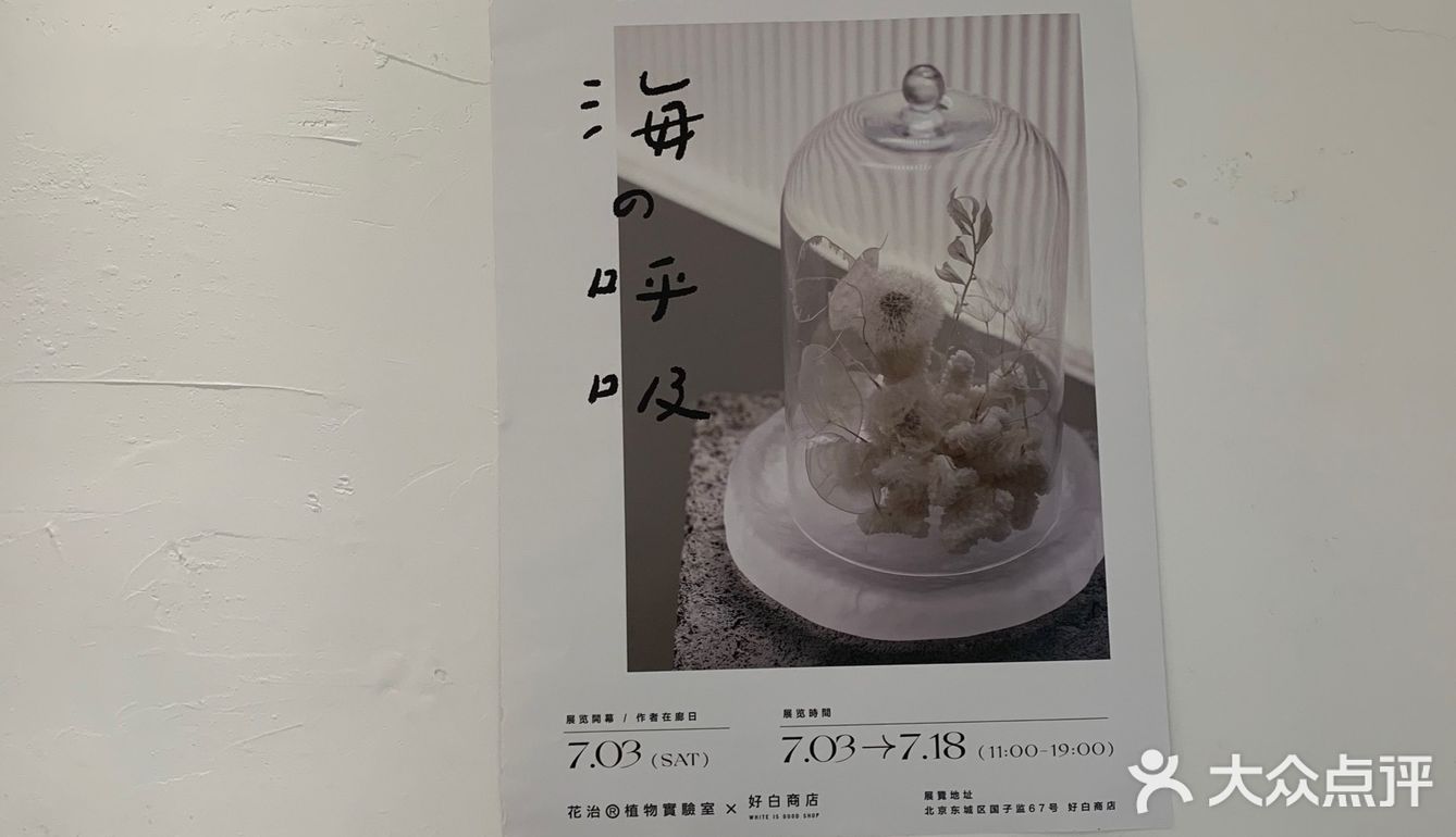 白色蒲公英的约定