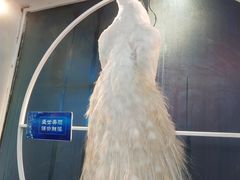 -雀舞云南菜(乐客城店)