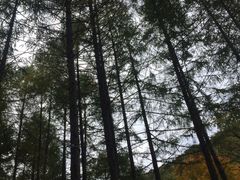 -龙道沟景区