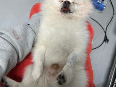 -喜多萌中农锦绣动物医院24H·猫科·牙科MRI·CT