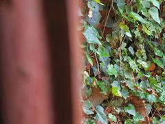 -昆明植物园