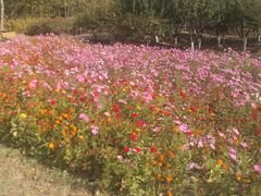 -永定河休闲森林公园