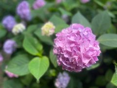 -上海共青森林公园