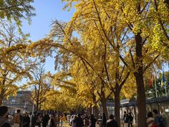 -三里屯东五街银杏大道