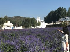 -紫海香堤香草艺术庄园