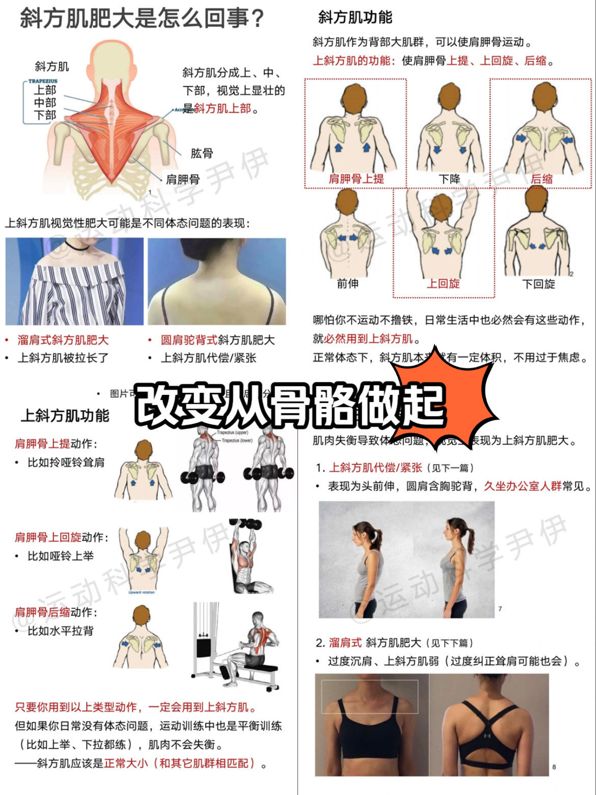 你的斜方肌真的是肌肥大吗