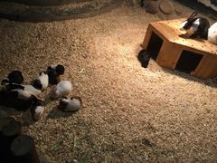 -绿色星球动物主题公园