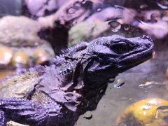 -正佳雨林生态植物园