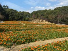 -广州市流溪河国家森林公园