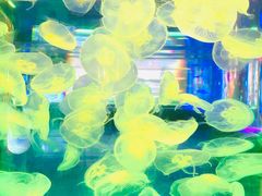 -左海海底世界
