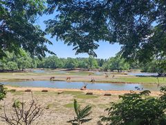 -北京麋鹿生态实验中心