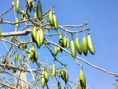 -三亚南山文化旅游区