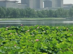 -莲花池公园