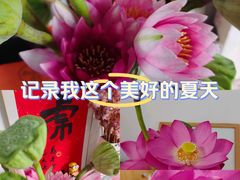 -白洋淀风景区