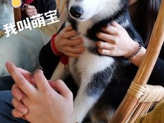-Husky Go! 哈士奇体验馆·宠物咖啡厅狗咖