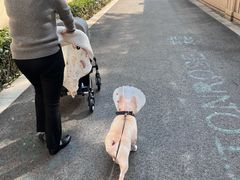 -田螺阿姨自营月嫂·育儿嫂(高新店)
