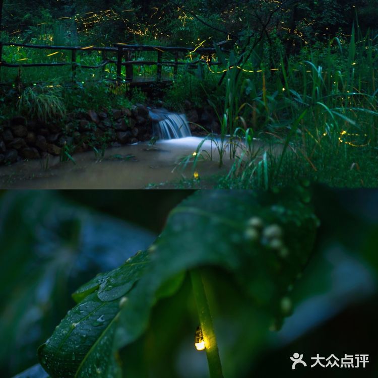 🌟莫干山zui梦幻的萤火虫基地,私藏的宝藏地