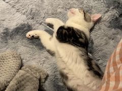 -lincat·猫舍(广州店)