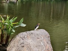 -深圳仙湖植物园