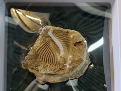 -房山世界地质公园博物馆