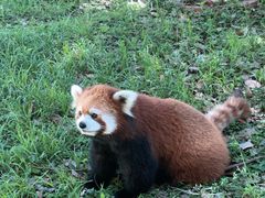 -合肥野生动物园