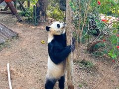 -泉州海丝野生动物世界