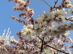 -桃花堤公园