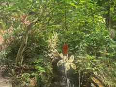 -呀路古热带植物园