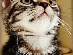 -东方名猫馆·英短金渐层布偶猫舍(环线广场1号楼店)