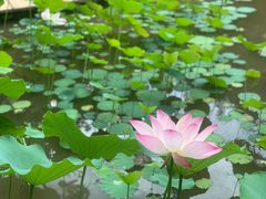 -曼听御花园