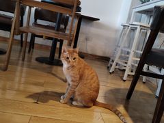 -Cappucimeow猫咪咖啡馆(韦伯时代店)