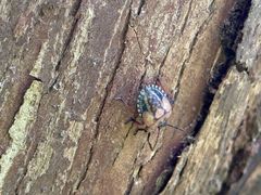 -黄海国家森林公园