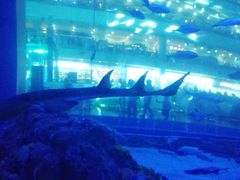 -成都浩海立方海洋公园