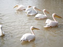 -上海野生动物园