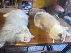 -猫猫幼稚园·撸猫·桌游·电玩