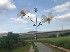 -光明小镇欢乐田园