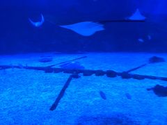 -烟台海昌鲸鲨海洋公园