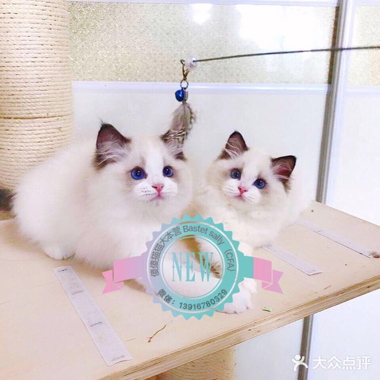 山猫绝对不是传统线，但是好多山猫却是传统型