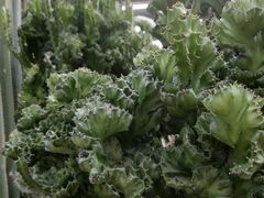 -南山植物园