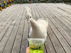 -J Create城市露营咖啡·简餐·宠物(上海动物园店)