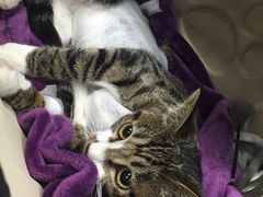 -纳吉亚猫专科动物诊疗中心(蒋宅口分院)